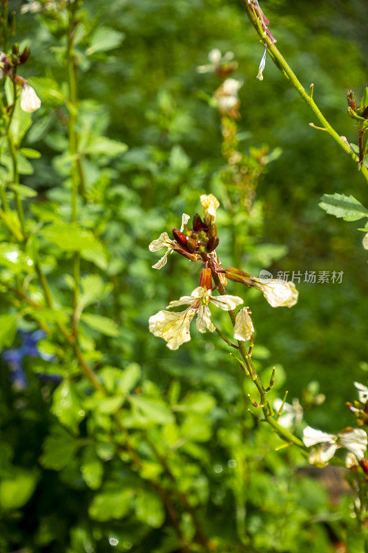 芝麻菜，Eruca vesicaria flowers